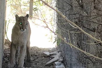 Un puma y un ejército de sabuesos de Arba: la agitada semana para los vecinos de un country en Olavarría