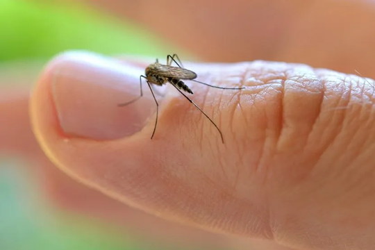 ¿Qué enfermedades transmiten los mosquitos?