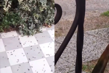 Lluvia de hormigas en Quilmes: conocé a qué se debe este fenómeno.