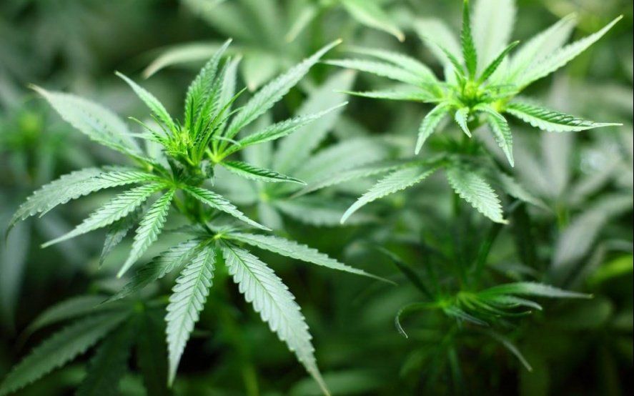 Cannabis medicinal: permitirán el autocultivo y la producción pública