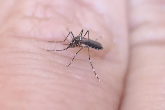 Desde la Comuna recalcaron la importancia de desechar recipientes que puedan acumular agua y propicien la reproducción de los mosquitos Aedes aegypti.