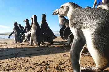 Rehabilitados por la Fundación Mundo Marino, 14 pingüinos volvieron a casa.