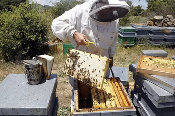 Insólito: quisieron evitar un desaolojo arrojándole abejas a los policías y hay ocho heridos