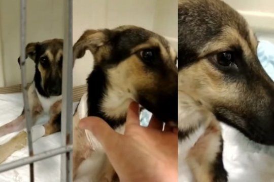 despellejaron a una perra y ahora lucha por su vida: rescatistas piden ayuda para la internacion
