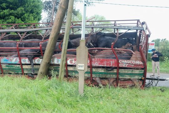 cuatro vacas adelantaron su muerte tras el despiste de un camion en cercanias de un frigorifico