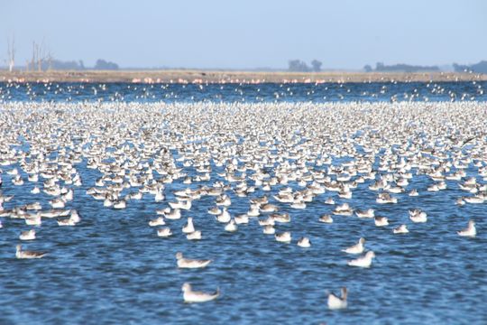 Miles de aves pasaron por Epecuén en su camino desde Canadá (Fotos: Daiana Castro)