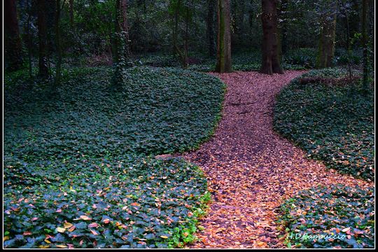 la provincia acudira a la corte suprema por la eliminacion del fondo fiduciario para bosques nativos