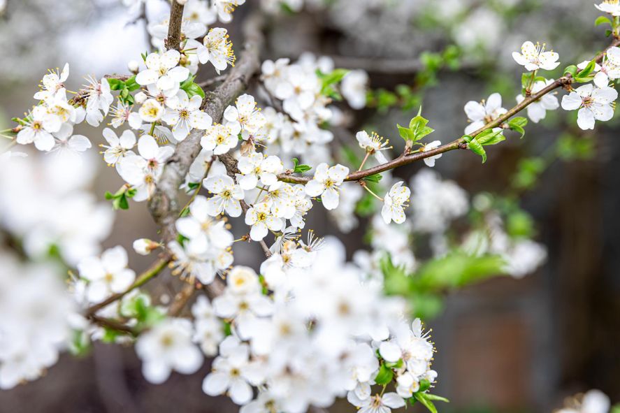 Conoc&eacute; cu&aacute;l es el significado de la Primavera y por qu&eacute; es conocida como la temporada de las flores.&nbsp;