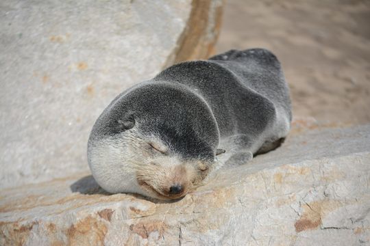 Sorpresiva presencia de lobos marinos subantárticos en playas bonaerenses.