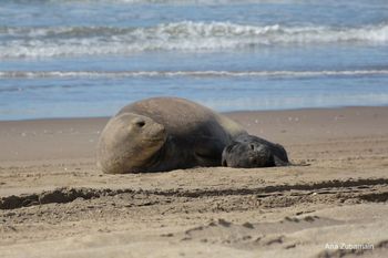 Así es el concurso para elegir el nombre del elefante marino que nació en Villa Gesell.