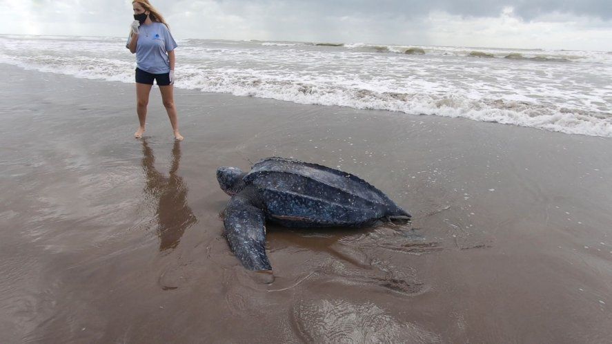 El animal fue devuelto al mar en la costa de San Clemente del Tuy&uacute;