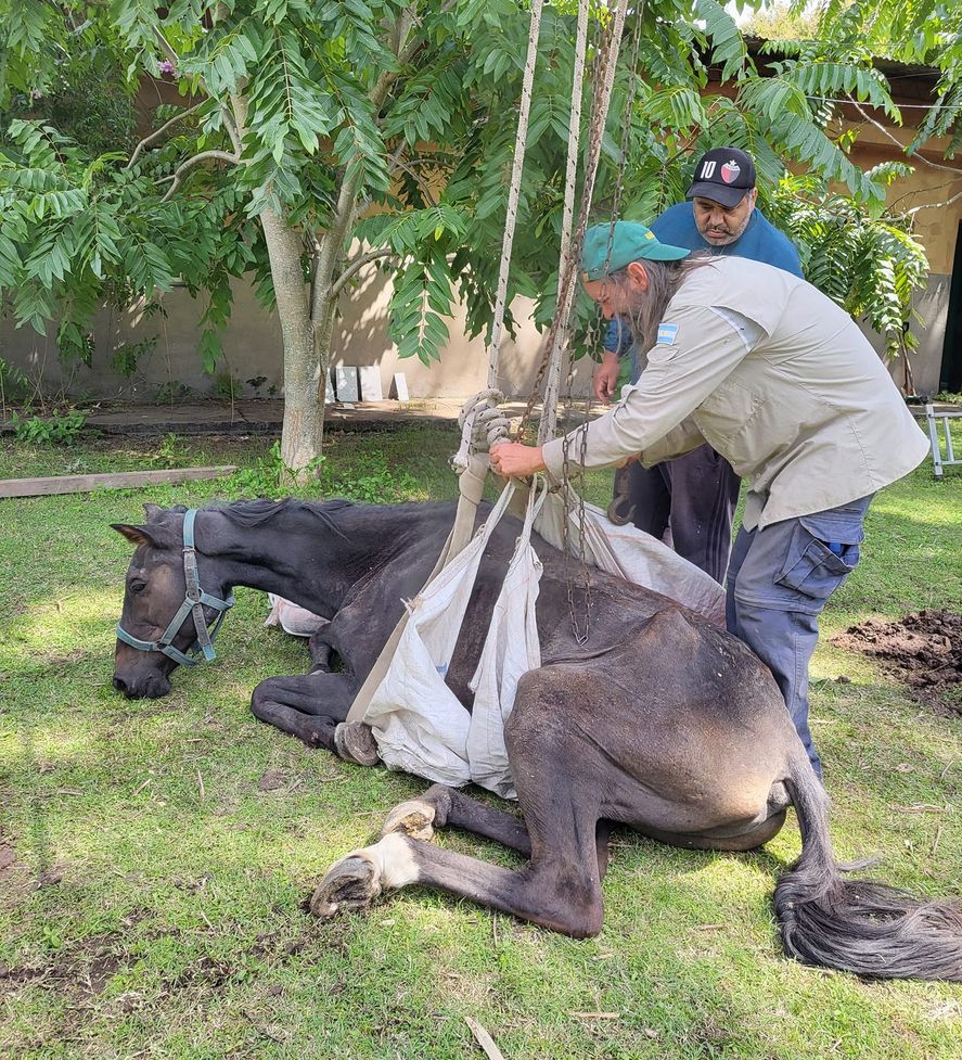 Los trabajadores informaron que desde el mes de diciembre esperan el refuerzo alimentario y los medicamentos para los caballos del Parque Pereyra Iraola.
