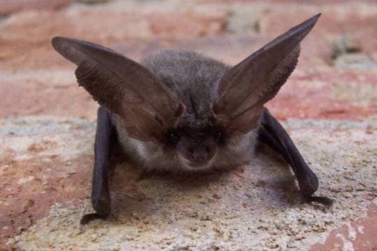 Hallaron un murciélago con rabia en Ensenada