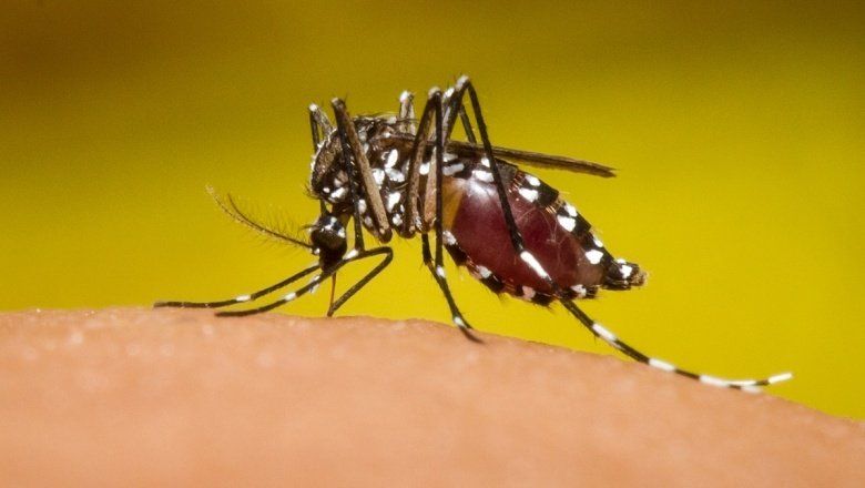 Alerta fumigaciones y campañas en La para prevenir la reproducción del mosquito | Infocielo