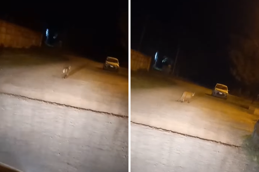 Alerta en Chivilcoy por un puma suelto: mirá el video.