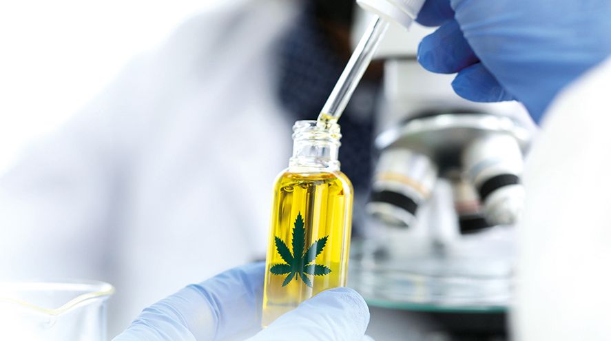 El Gobierno apuesta a la producción de cannabis medicinal