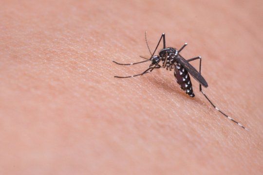 En lo que va del 2020, el Ministerio de Salud de la provincia de Buenos Aires confirmó 4.887 casos de dengue
