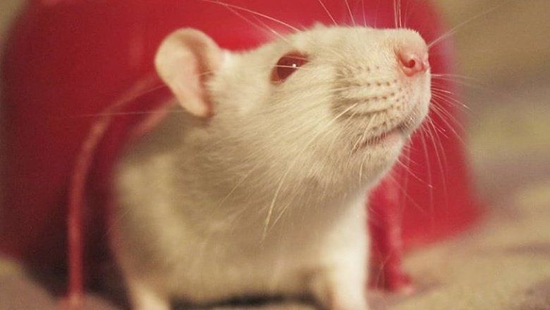 Rescatan ratas de laboratorio y les buscan familia: “Son inteligentes, curiosas y sociables”