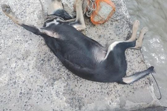 ahogaron a un perro en el rio atandole una soga en el cuello y a una pesada piedra