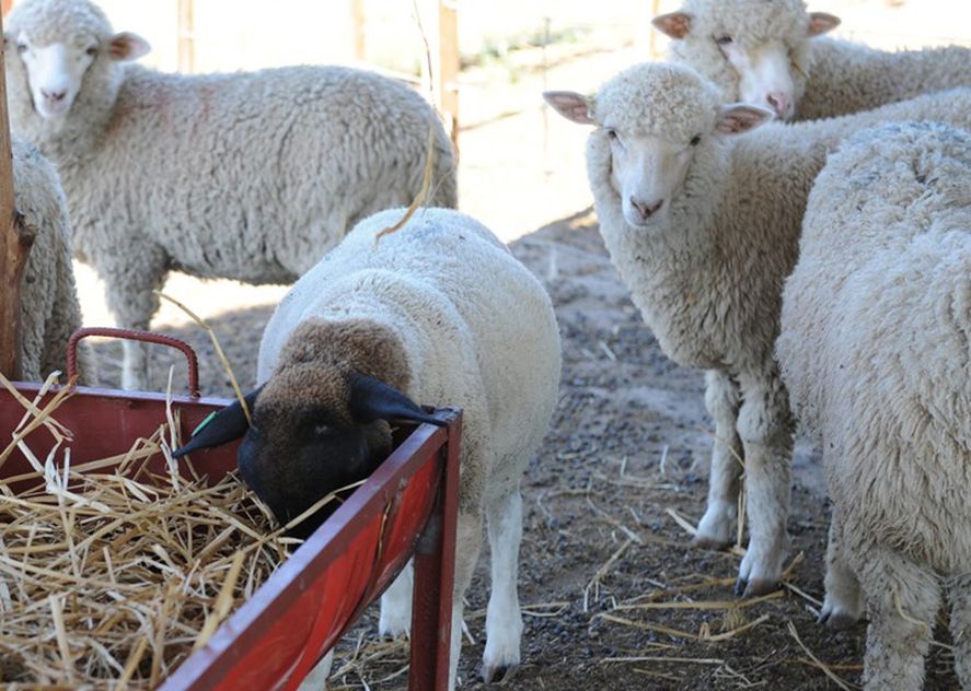 Insólito: robaron corderos de un ensayo experimental en el INTA Balcarce 
