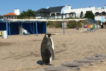 sorpresa en miramar: un pingüino salio del mar y llamo la atencion de todos en la playa