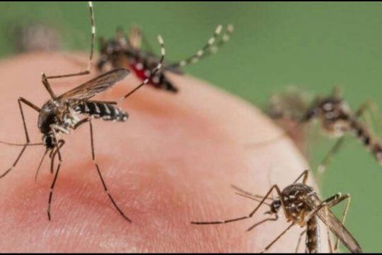 La invasión de mosquitos que ataca a La Plata y ciudades ribereñas bonaerenses