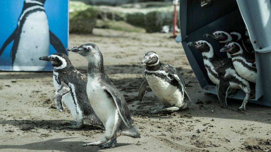 Los pingüinos de Magallanes regresaron a su hábitat natural tras dos meses de tratamientos de rehabilitación en Mar del Plata. 