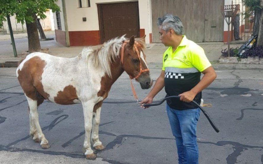 Con dos nuevos rescates, ya son 200 los caballos apartados del maltrato y el abandono en La Plata