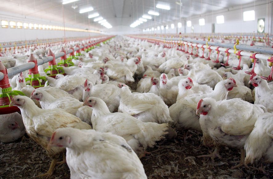 El Senasa comunicó que continúan vigentes las medidas de prevención por la gripe aviar en todo el país.