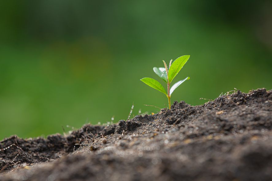 Este martes se celebra el Día Mundial de Protección de la Naturaleza, para crear conciencia en la población sobre la necesidad de cuidar el planeta.