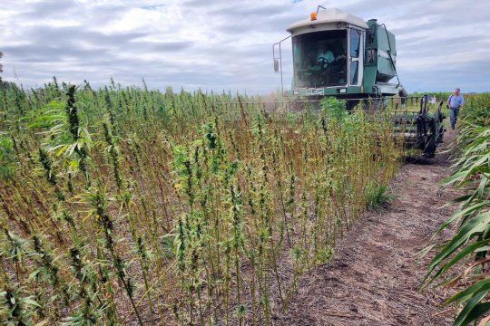 el gobierno nacional vuelve a pasar la motosierra por la industria del cannabis