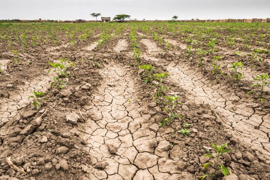 el gobierno nacional declaro la emergencia agropecuaria en 19 distritos bonaerenses