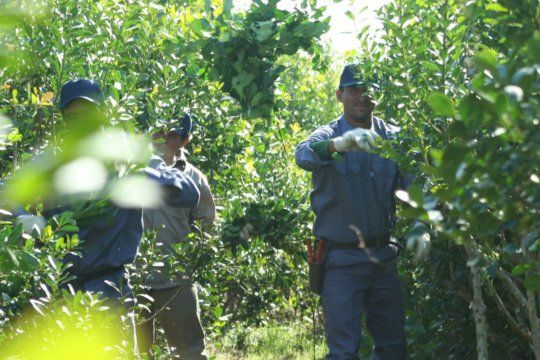 el coctel explosivo que puso a los productores de yerba en pie de guerra