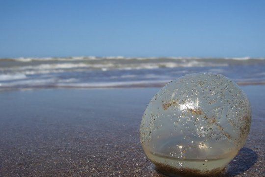 Una playa de Santa Clara del Mar comenzó el viernes cubierta de huevos de caracol.