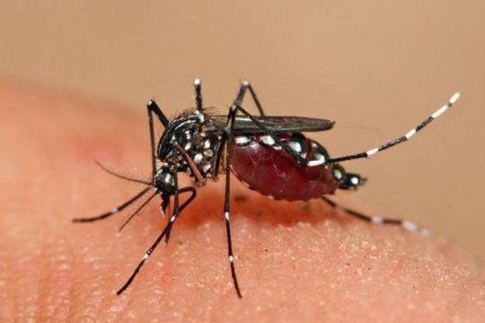 el dengue, ¿viene para argentina? cuales son los sintomas y como se previene el contagio