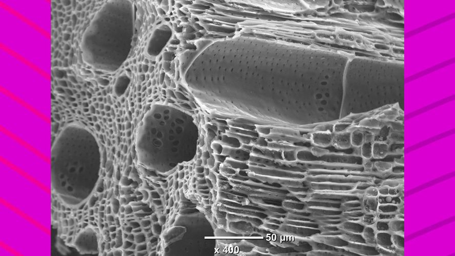 Imagen del carb&oacute;n vegetal con microscopio de barrido (Foto: gentileza de los cient&iacute;ficos - Conicet)
