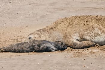 El sorpresivo nacimiento de un elefante marino en las playas de Mar del Plata.