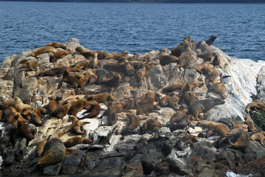 Confirmaron nuevos brotes de gripe aviar en lobos marinos de la costa bonaerense.