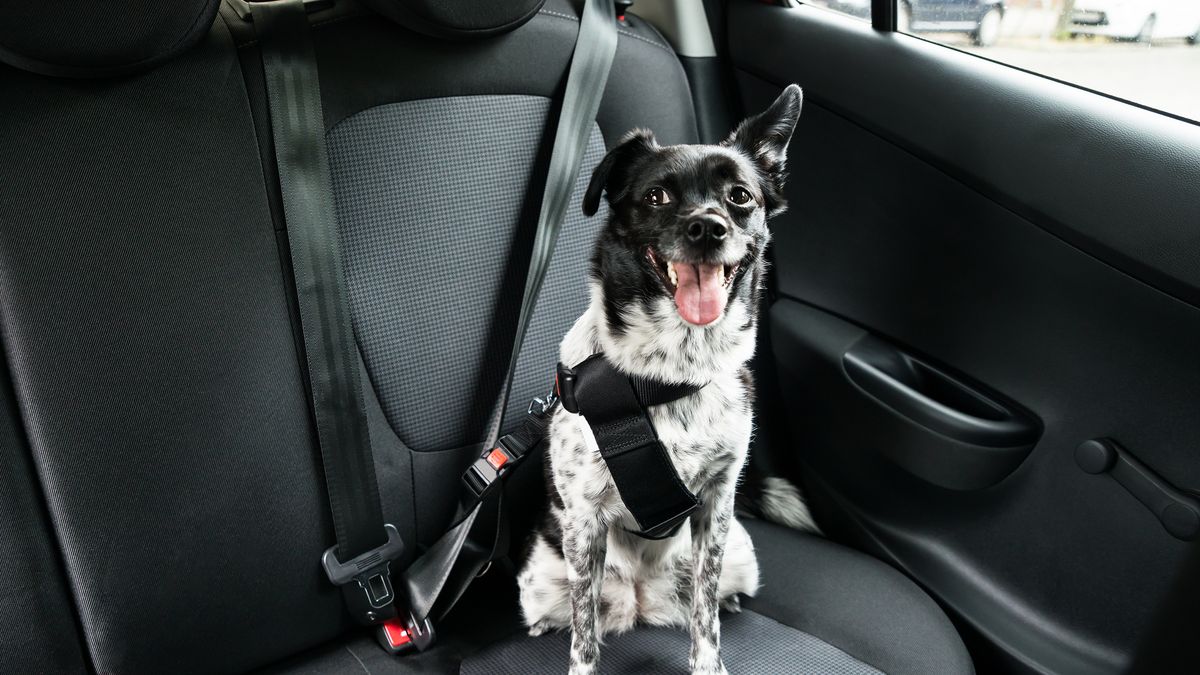 Cómo viajar con tu perro en carro - Estaciones de Servicio Nexum