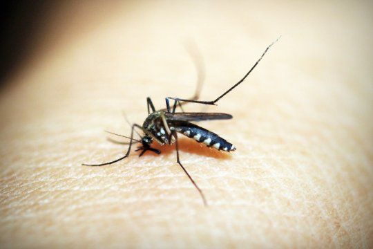 Los mosquitos no pican al azar, sino que eligen a sus víctimas de acuerdo a diversos factores