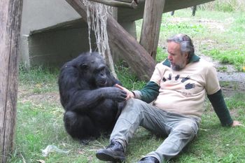 Tomy es un chimpancé que ingresó en el ex zoológico de La Plata por un canje. Hasta el día de hoy vive ahí pero con el cuidado de su familia adoptiva.