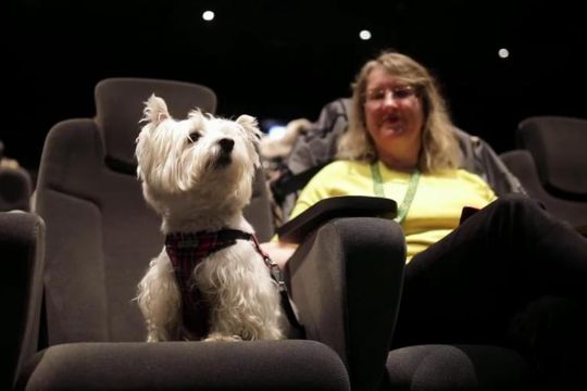 En un municipio bonaerense realizarán una función de cine para perros.