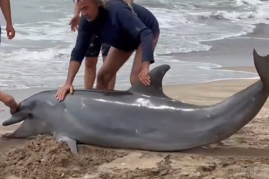 El delfin que encalló en la costa bonaerense.
