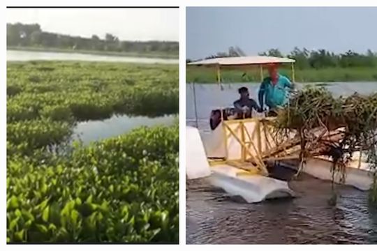 la laguna de san vicente nuevamente bajo los camalotes y sin maquinaria para despejarla