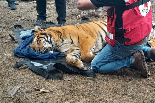 rescataron a dos tigres de bengala que vivian en cautiverio en balcarce