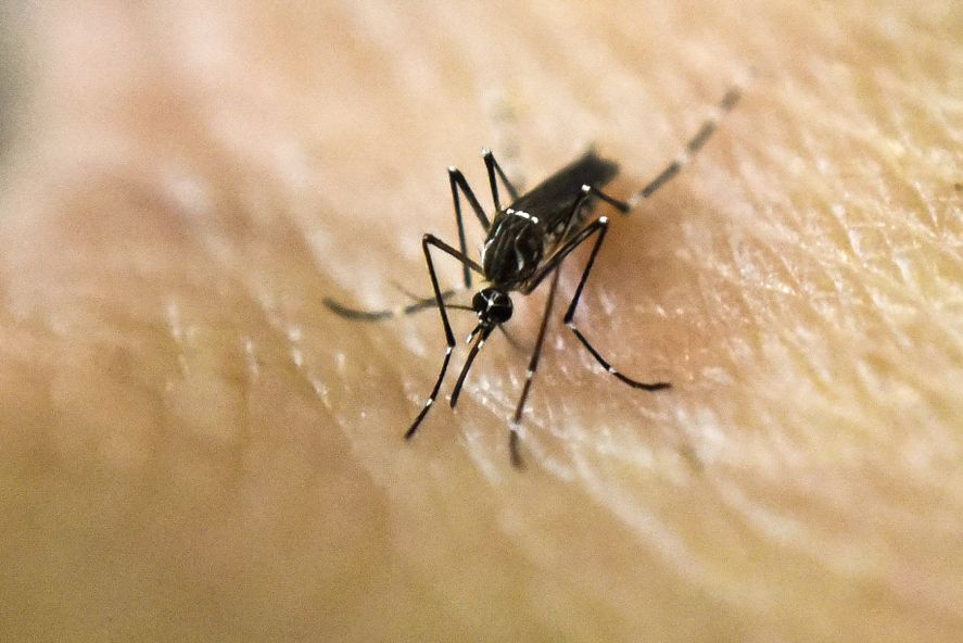 Dengue: ya son 29 los distritos bonaerenses que se encuentran en brote.