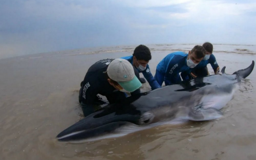 Rescataron a una ballena que había quedado varada en San Clemente del Tuyú