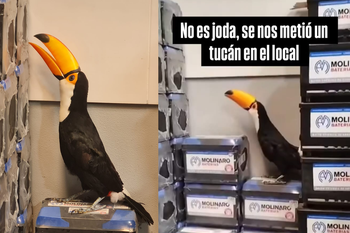 ¿Cómo se encuentra el animal y cómo se cree que llegó a la fábrica de Quilmes?