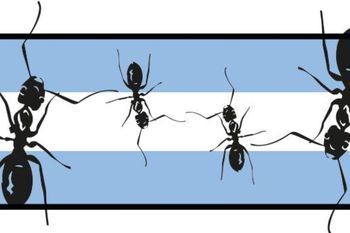 La noticia acerca de que la colonia de hormigas mas grande del mundo es argentina provocó humoradas de todo tipo