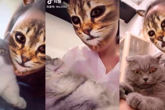 video: las insolitas reacciones de las mascotas cuando ven el nuevo filtro viral de tik tok